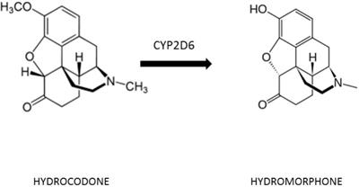 Preclinical and Clinical Pharmacology of Hydrocodone for Chronic Pain: A Mini Review